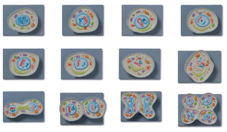 Cell Meiosis Model